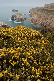 Gorse Prints: Picture No. 10886622