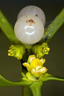 Images Dated 24th February 2011: Picture No. 10886633