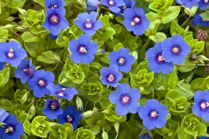 Pimpernel Prints: Picture No. 10886645