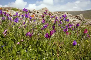 Bugloss Prints: Picture No. 10886646