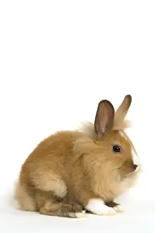 Lionhead Prints: Picture No. 10886694