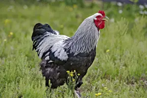 Gallus Prints: Picture No. 10886733