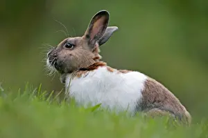 Cuniculus Prints: Picture No. 10886753
