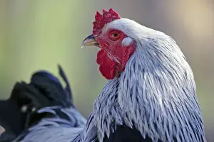 Gallus Prints: Picture No. 10886757