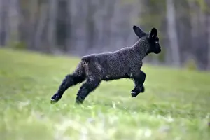 Lamb Prints: Picture No. 10886763