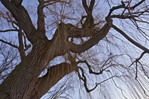 Salix Prints: Picture No. 10886765