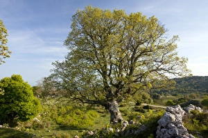 Images Dated 22nd April 2011: Picture No. 10886790