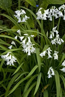 Garlic Prints: Picture No. 10886794