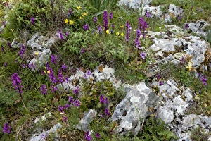 Images Dated 22nd April 2011: Picture No. 10886801