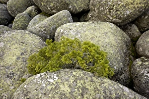 Images Dated 20th May 2011: Picture No. 10886810