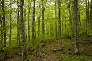 Beech Collection: Picture No. 10886824