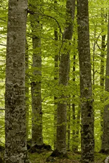 Fagus Prints: Picture No. 10886830