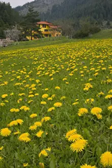 Dandelions Prints: Picture No. 10886839