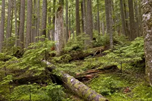 Cedar Prints: Picture No. 10886857