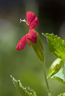 Cardinalis Prints: Picture No. 10886859