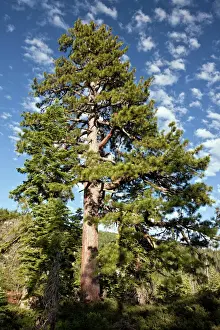 Pine Prints: Picture No. 10886868