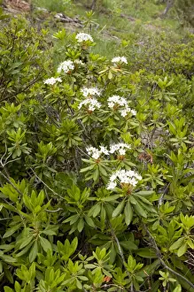 Glandulosa Prints: Picture No. 10886875