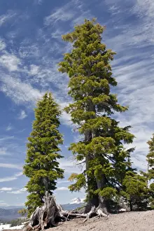 Hemlock Prints: Picture No. 10886876
