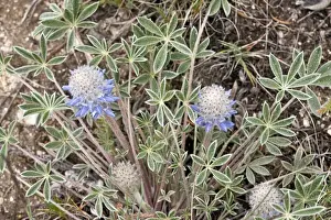 Lupinus Prints: Picture No. 10886883