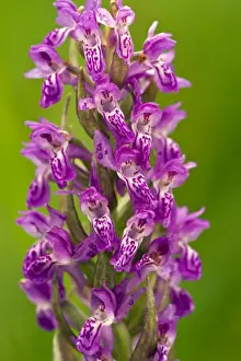Incarnata Prints: Picture No. 10886907