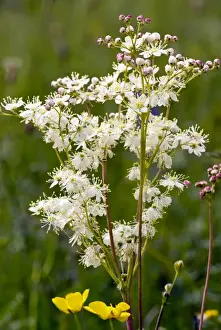 Vulgaris Prints: Picture No. 10886910