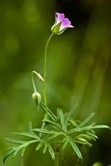 Geranium Prints: Picture No. 10886920
