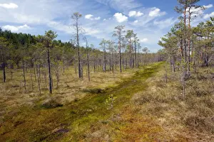 Pines Prints: Picture No. 10886924