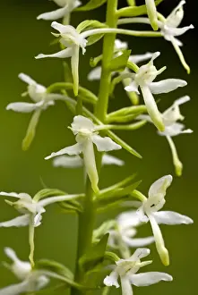 Platanthera Prints: Picture No. 10886927