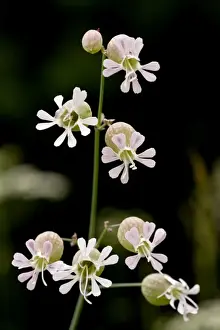 Campion Prints: Picture No. 10886933