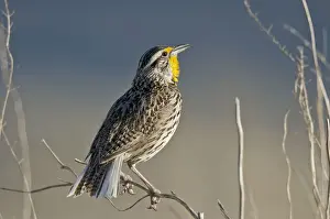 Larks Prints: Picture No. 10886936