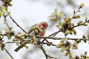 Images Dated 13th April 2011: Picture No. 10886947