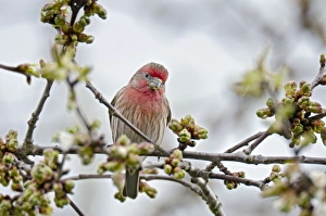 Images Dated 13th April 2011: Picture No. 10886948