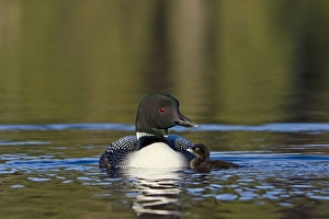 Images Dated 22nd June 2011: Picture No. 10886970