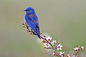Images Dated 24th March 2011: Picture No. 10886980