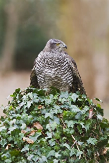 Images Dated 9th January 2012: Picture No. 10887006