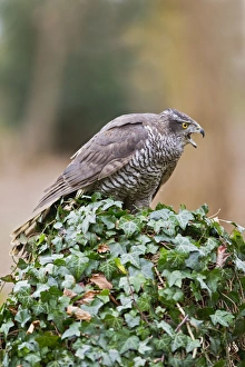 Images Dated 9th January 2012: Picture No. 10887007