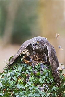 Images Dated 9th January 2012: Picture No. 10887008