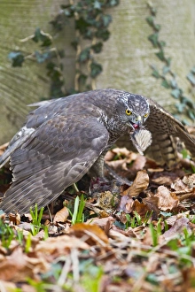 Images Dated 9th January 2012: Picture No. 10887009