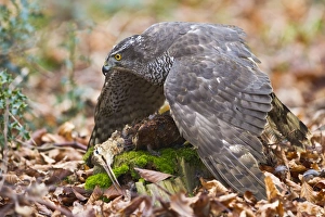 Images Dated 9th January 2012: Picture No. 10887010