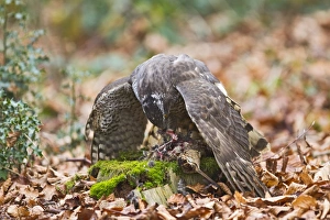 Images Dated 9th January 2012: Picture No. 10887011