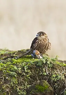 Merlin Prints: Picture No. 10887027