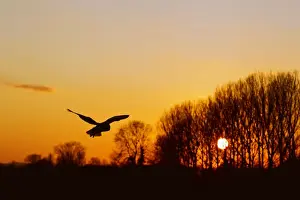 Alba Prints: Picture No. 10887037