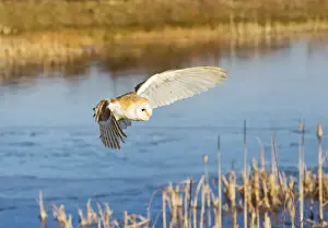Alba Prints: Picture No. 10887039