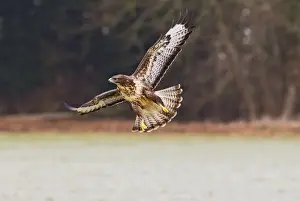 Buteo Prints: Picture No. 10887044