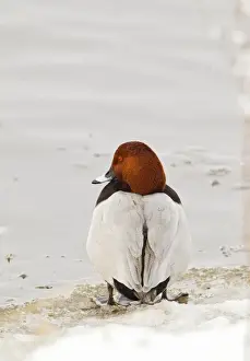 Pochard Prints: Picture No. 10887061