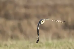 Picture No. 10887081