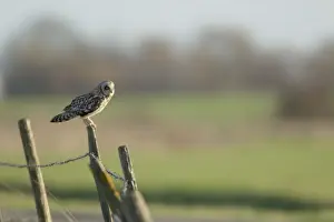 Picture No. 10887087