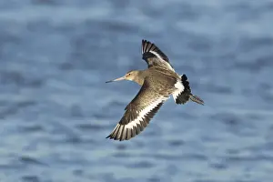 Godwit Prints: Picture No. 10887089