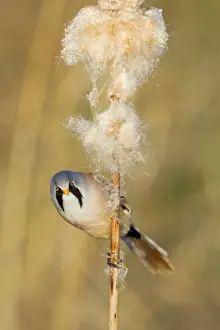 Seedhead Prints: Picture No. 10887100
