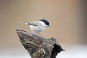 Palustris Prints: Picture No. 10887109